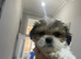 A wee boy
