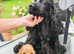 COCKER  SPANIEL PUPPIES    [KC REG]
