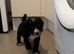 2 male black sprocker pups