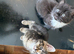 Beautiful Kittens vet checked- Looking for loving homes