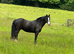 Stunning black Welsh sec D