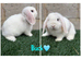 Pure breed mini lop bucks