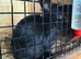 Lionhead lops