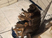 Dobermann mix