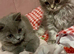 Two beautiful British Shorthair and Longhair Kittens
