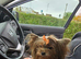 Yorkshire terrier Kc Registered