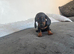 EXTRA miniature dachshund puppy