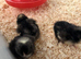 Cuckoo Maran Day-Old Chicks (Unsexed) &ndash; 2 Available