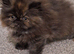 Stunning pure bred persian kittens bridgwater
