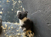 super border collies merles and black and whitd