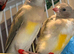 Gouildan finches 2 males &. 2 females 5 months old