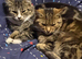 I have 3 cats looking for their forever home