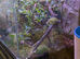 Bumblebee poison dart frogs x 2 and Vivarium