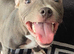 7 month old female blue staffy