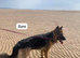 Part Trained - Healthy & Chunky German Shepherd Puppies