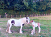 Storm traditional cob gelding