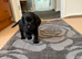 Cocker spaniel puppy's