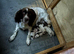 Sprocker puppies READY TO GO