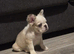 Fluffy french bulldog