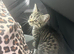 british shorthair x kittens