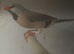 Pair of hex finches