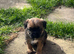 Home Bred Border Terrier Puppies