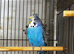 Male helicopter budgie