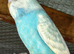 Beautiful Baby Budgies for sale
