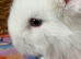 Angora Full Face pure bred rabbit babies and Lop x Angora