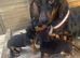 Jack Russell x Dachshund puppies
