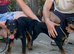 Female jagdterrier