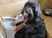 Stunning f1b cavapoo