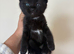 Ragdoll cross