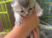 British shorthaired and longhaired kittens