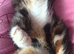 Polydactyl calico maincoon kitten