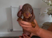 Dachshund puppy’s