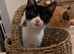 ASHFORD KENT &pound;40 Kittens 11 weeks old ready to GO!