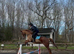 15.1hh all rounder