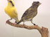 This year mixed canary&rsquo;s available