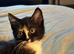 3 very cute 9 week old kittens looking for there forever homes
