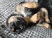 Border terrier puppies