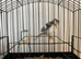 2026 varigated white fife canary hen