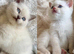 FULL PEDIGREE BRITISH SHORTHAIR KITTENS IN THE COTSWOLDS Champion Bloodline