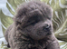 4 chow chow pups for sale