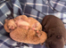 Beautiful tiny chihuahua puppies .
