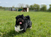 Lhasa Apso Female available