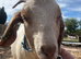 4 BOER GOATS FOR REHOME