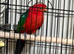 Baby King parrots Glasgow