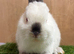 Netherland Dwarf baby Boy