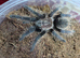 Curly hair tarantulas (various sizes)